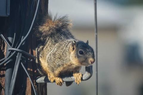 Squirrel main
